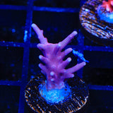 OG Red Dragon Acropora Coral