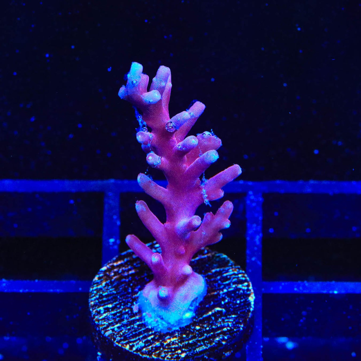 OG Red Dragon Acropora Coral