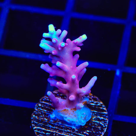 OG Red Dragon Acropora Coral