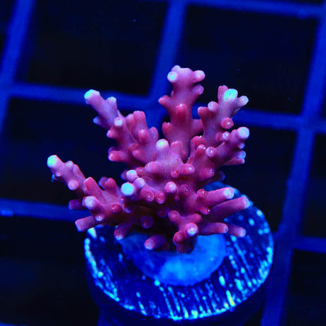 OG Red Dragon Acropora Coral