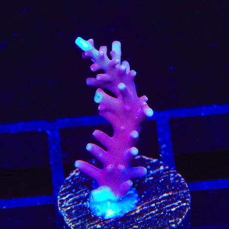 OG Red Dragon Acropora Coral