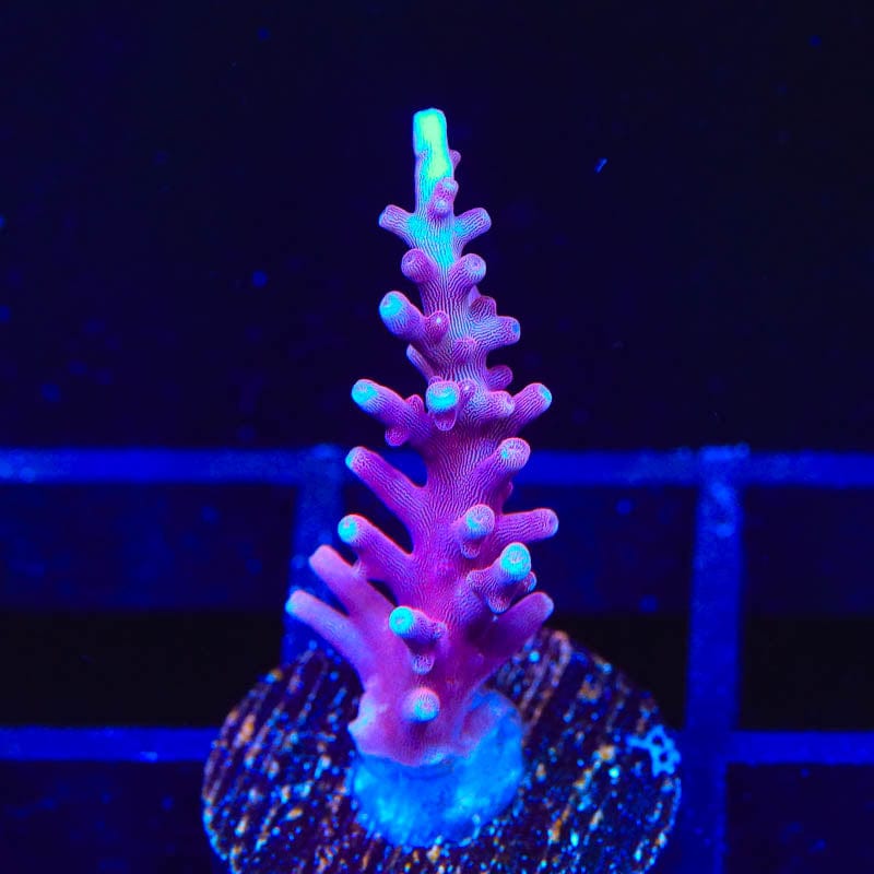 OG Red Dragon Acropora Coral
