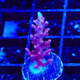 OG Red Dragon Acropora Coral