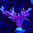 OG Red Dragon Acropora XL Frag Coral