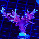 OG Red Dragon Acropora XL Frag Coral