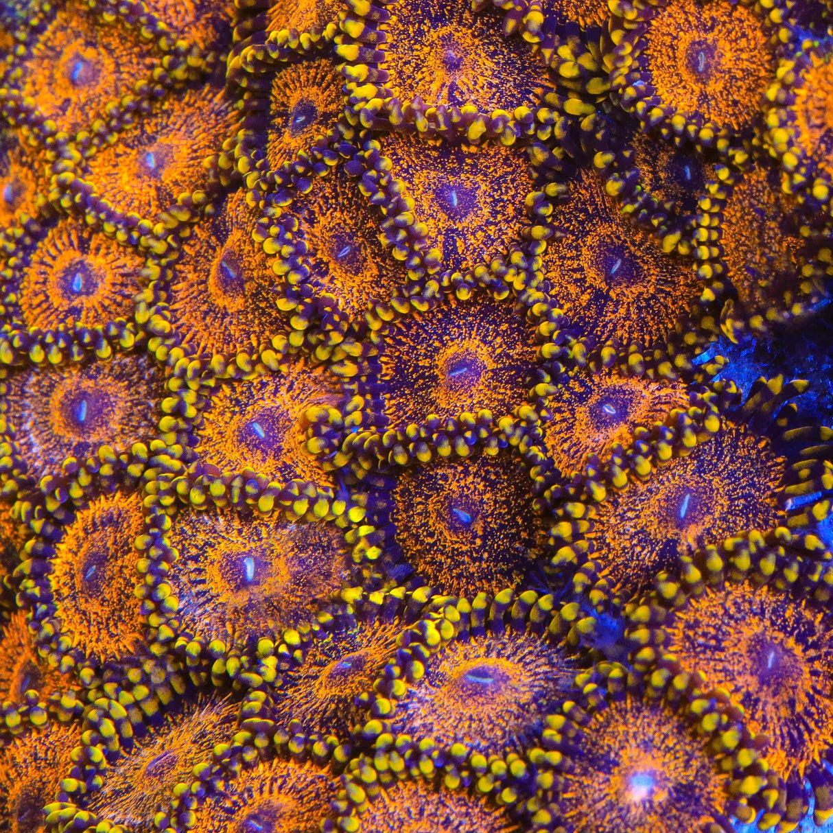 OG Soprano Zoanthid Coral