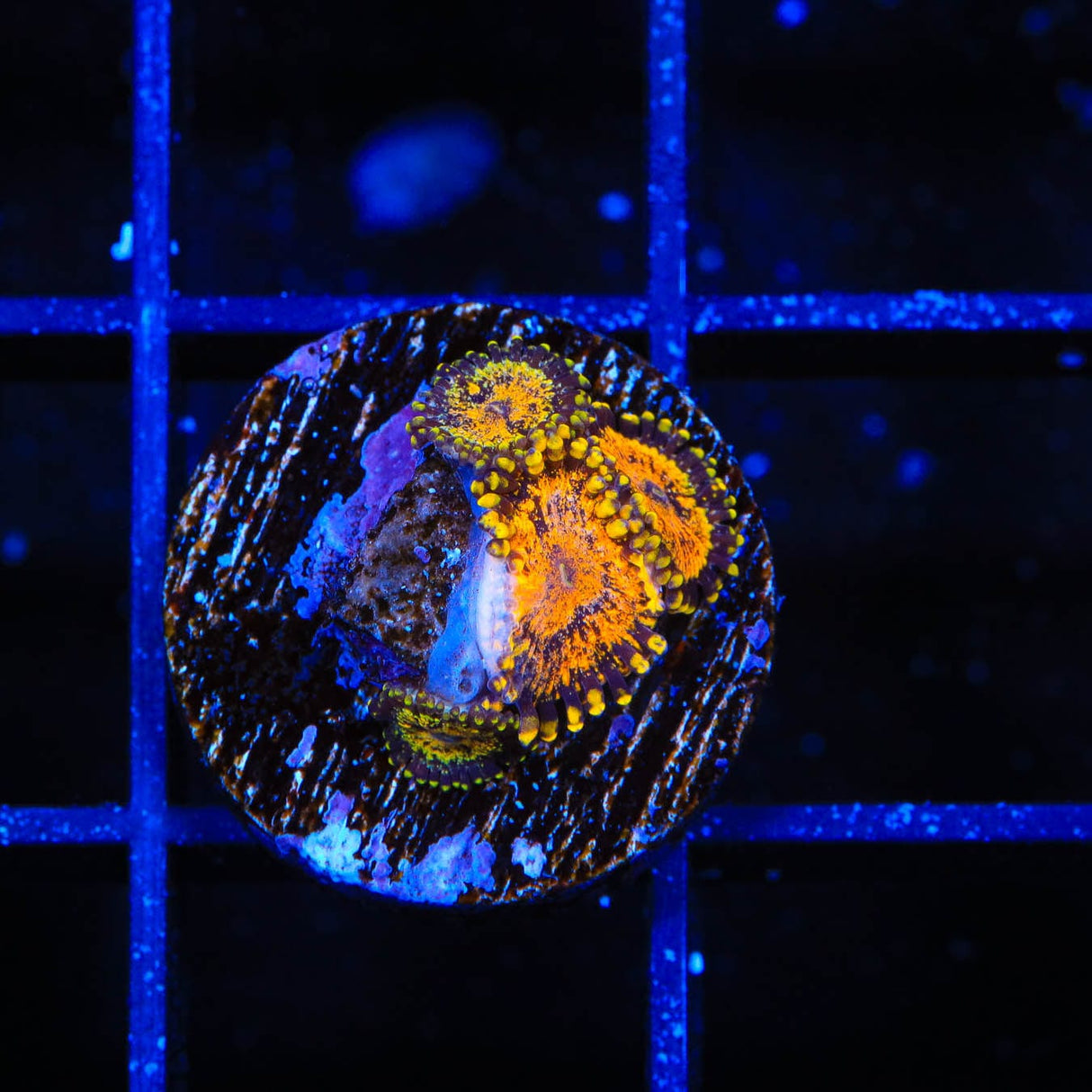 OG Soprano Zoanthids Coral