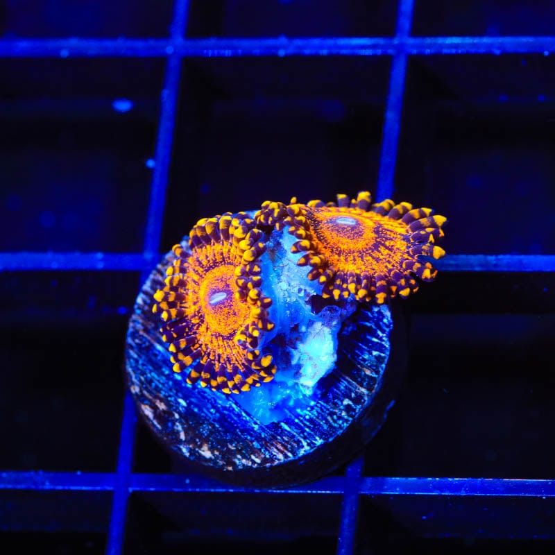 OG Soprano Zoanthids Coral