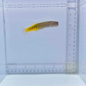Oman Gulf Blenny  (Ecsenius pulcher)