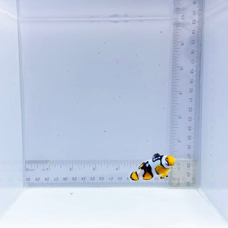 Onyx Nebula Picasso Clownfish (Amphiprion percula)