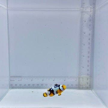 Onyx Nebula Picasso Clownfish (Amphiprion percula)