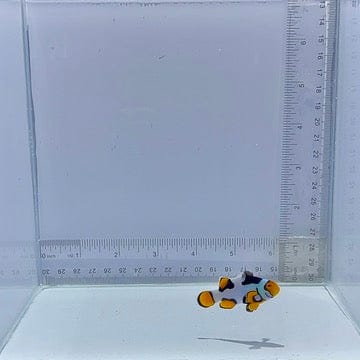 Onyx Picasso Clownfish