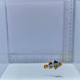 Onyx Picasso Clownfish
