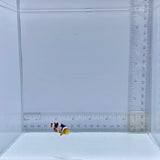 Onyx Picasso Clownfish (Amphiprion percula)
