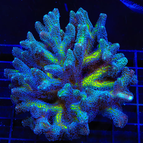ORA Bird of Paradise Birdsnest Colony Coral