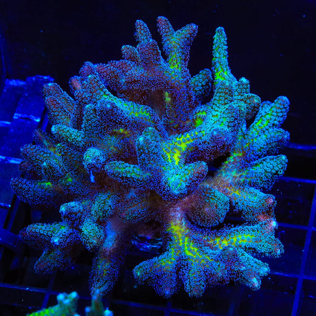 ORA Bird of Paradise Birdsnest Colony Coral