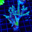 ORA Bird of Paradise Birdsnest Colony Coral