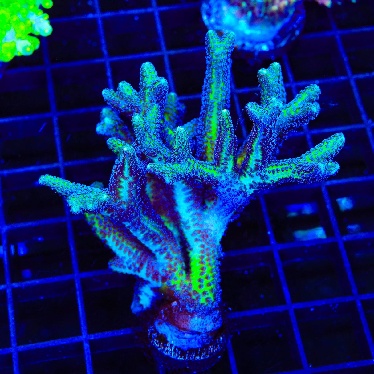 ORA Bird of Paradise Birdsnest Colony Coral