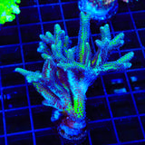 ORA Bird of Paradise Birdsnest Colony Coral
