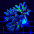 ORA Bird of Paradise Birdsnest Colony Coral