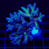 ORA Bird of Paradise Birdsnest Colony Coral