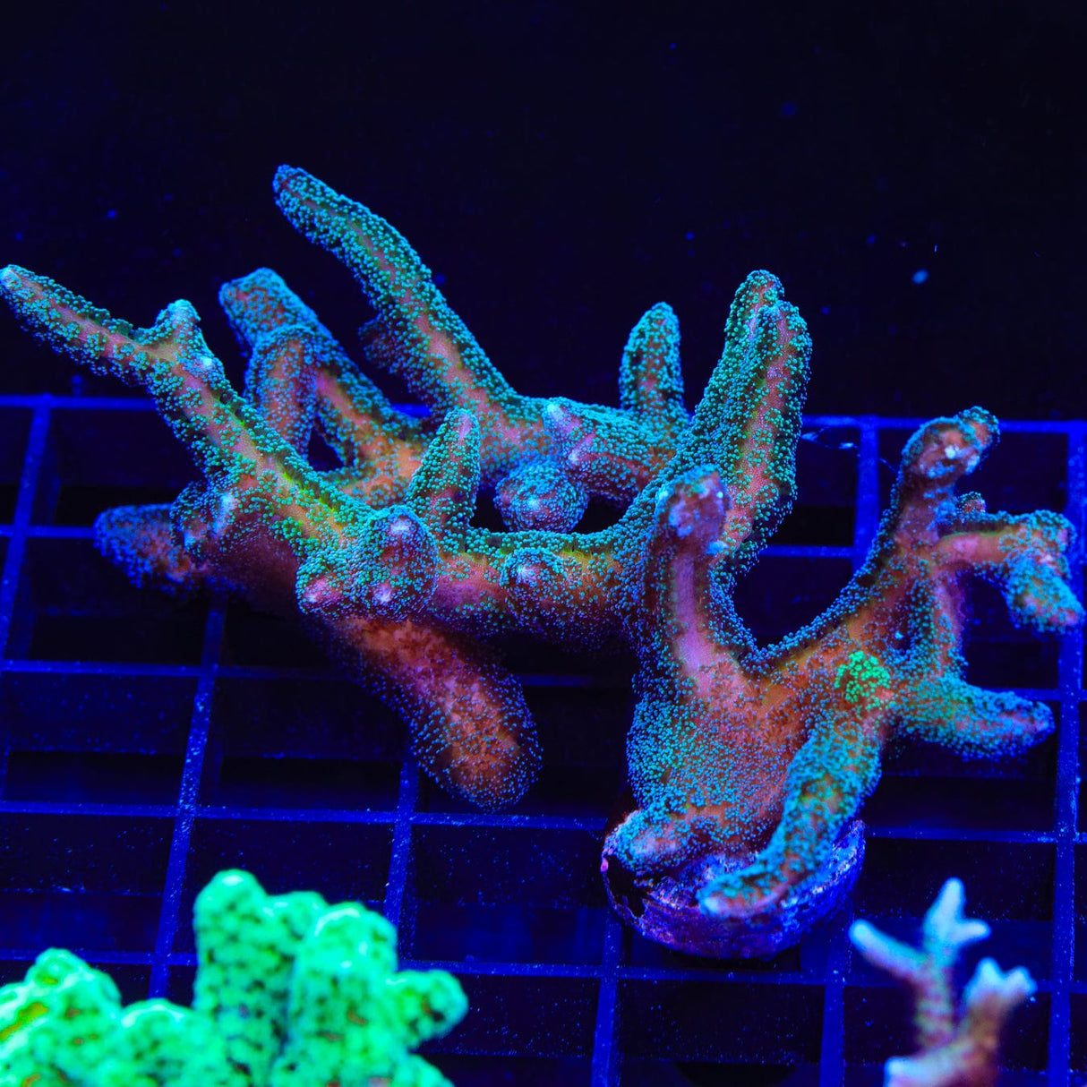 ORA Bird of Paradise Birdsnest Coral
