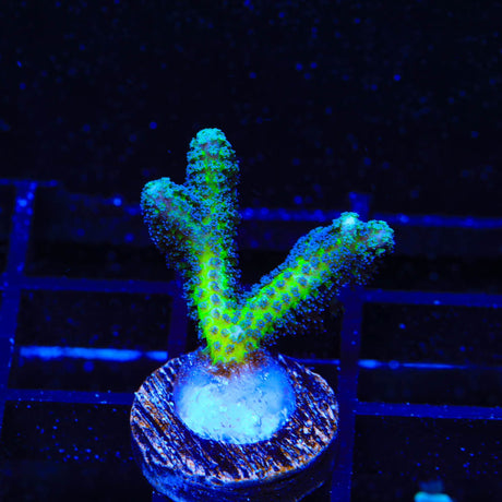 ORA Bird of Paradise Birdsnest Coral