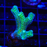 ORA Bird of Paradise Birdsnest Coral