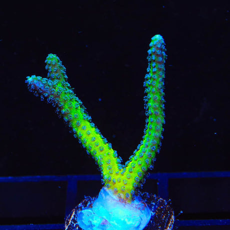 ORA Bird of Paradise Birdsnest Coral