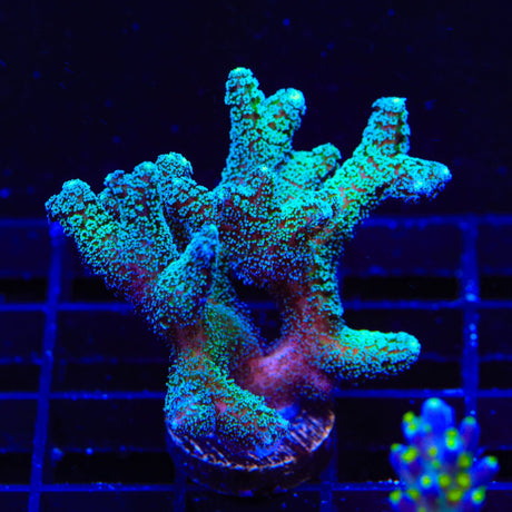 ORA Bird of Paradise Birdsnest XL Frag Coral