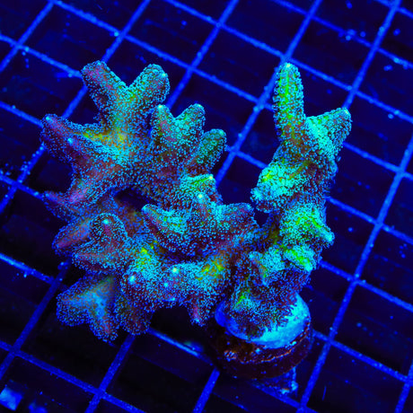 ORA Bird of Paradise Birdsnest XL Frag Coral