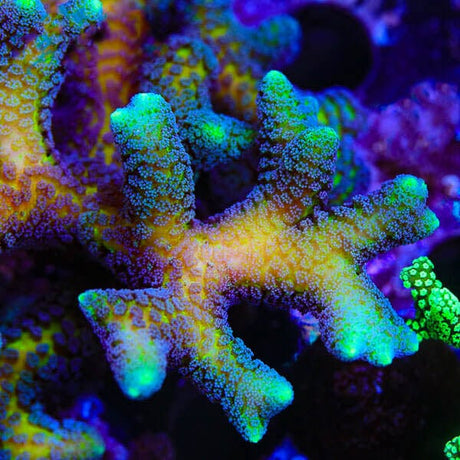 ORA Bird of Paradise Birdsnest XL Frag Coral