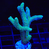 ORA Bird of Paradise Birdsnest XL Frag Coral