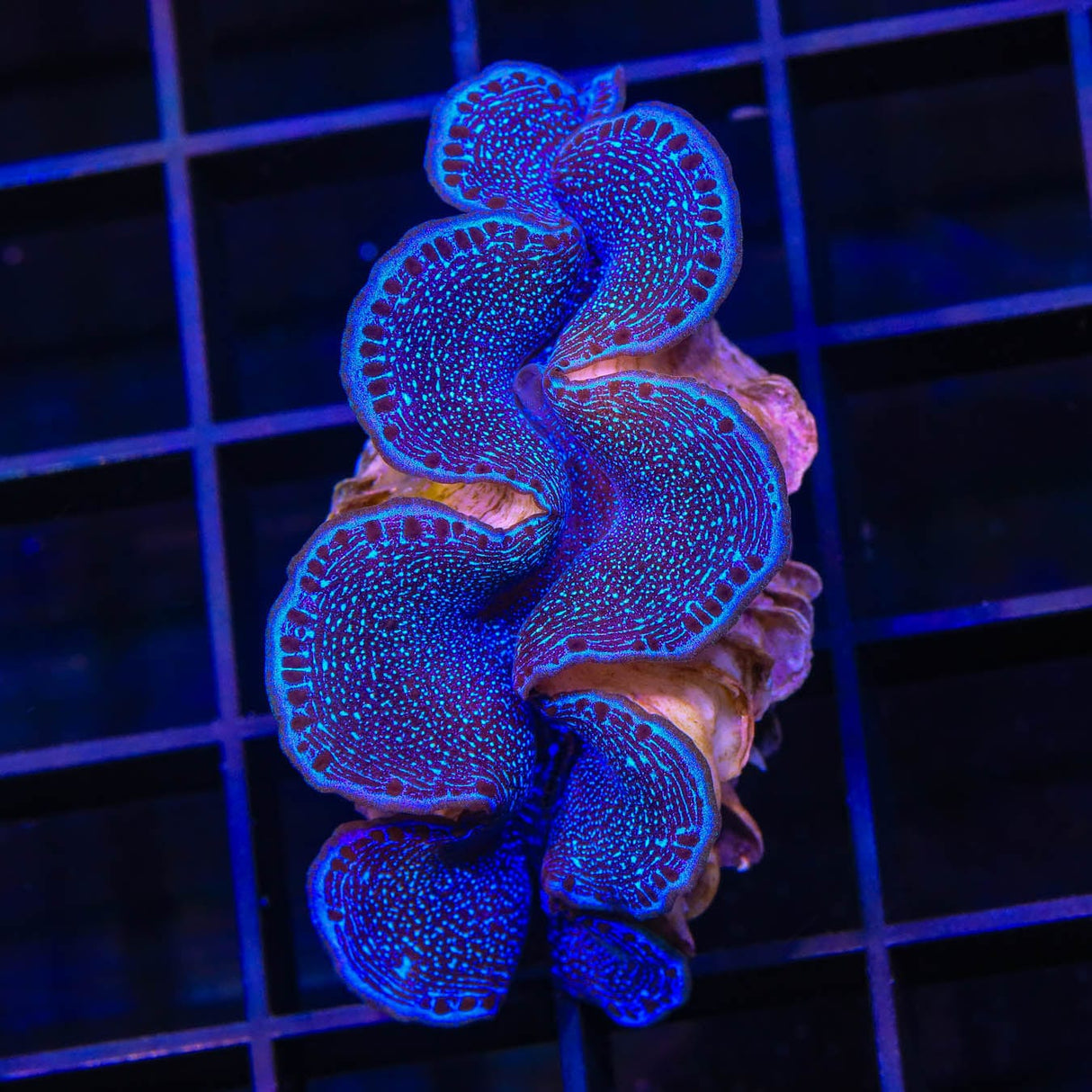 ORA Captive Bred Blue Maxima Clam 2"