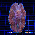 ORA Captive Bred Deresa Clam 4"