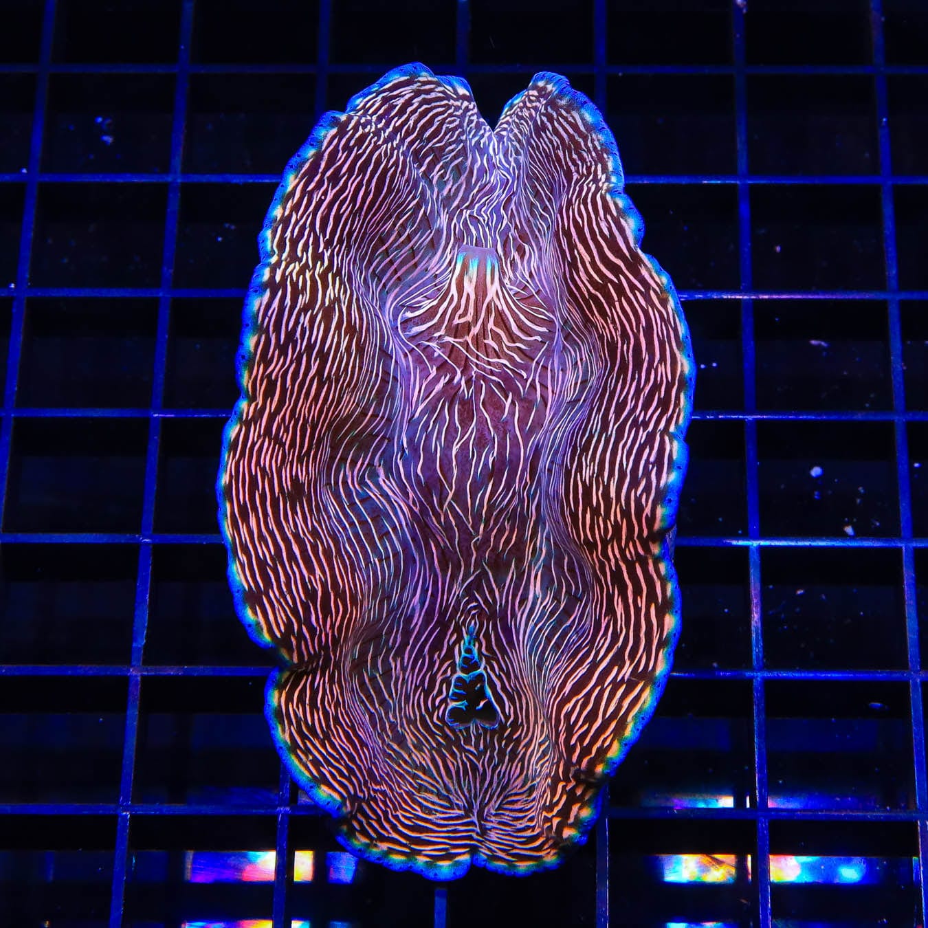 ORA Captive Bred Deresa Clam 4"