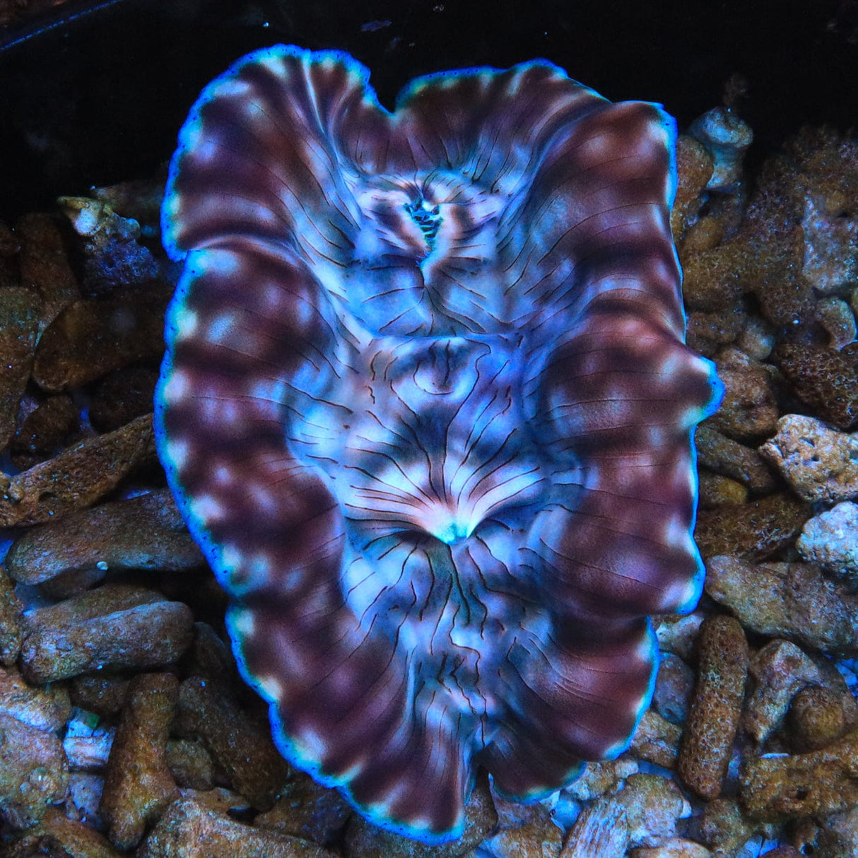 ORA Captive Bred Deresa Clam 4 - 5"