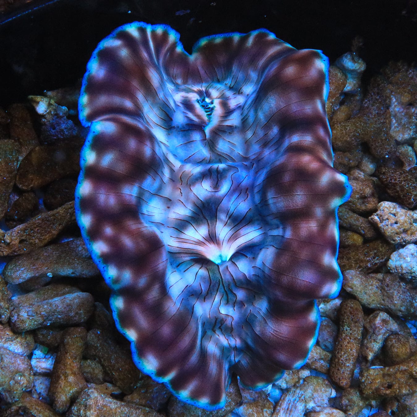 ORA Captive Bred Deresa Clam 4 - 5"