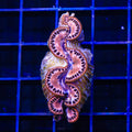 ORA Captive Bred Gold Maxima Clam 2"