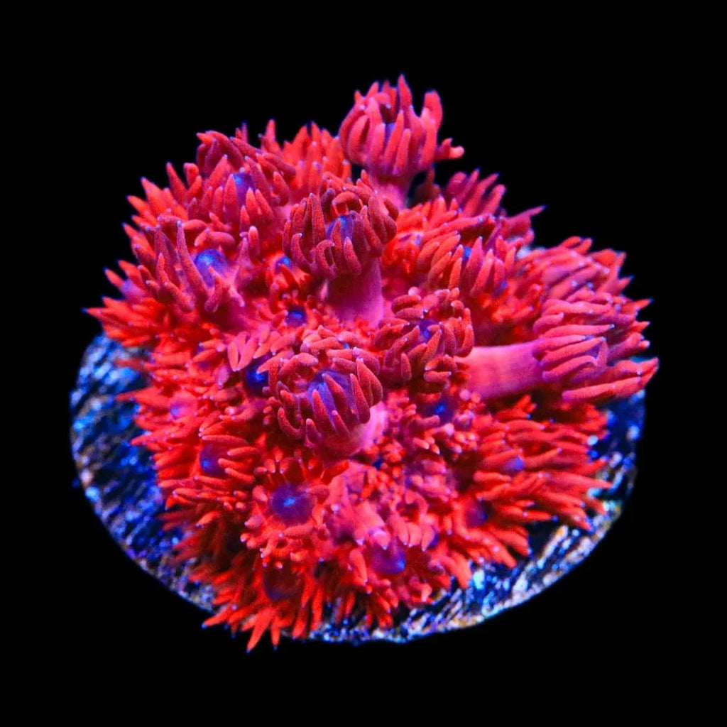 未開封品★タイニークラッシュLOW★オリカラ★ネオンレッド★NEON RED ORA Cherry Red Goniopora Coral – Top Shelf Aquatics