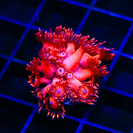 ORA Cherry Red Goniopora Coral