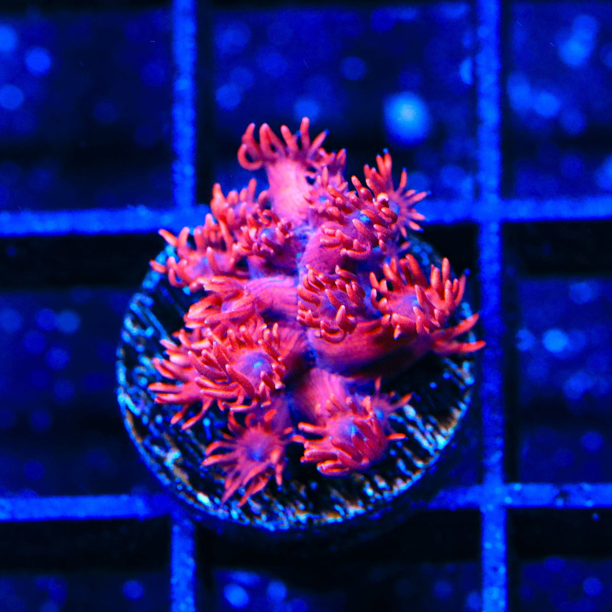 ORA Cherry Red Goniopora Coral