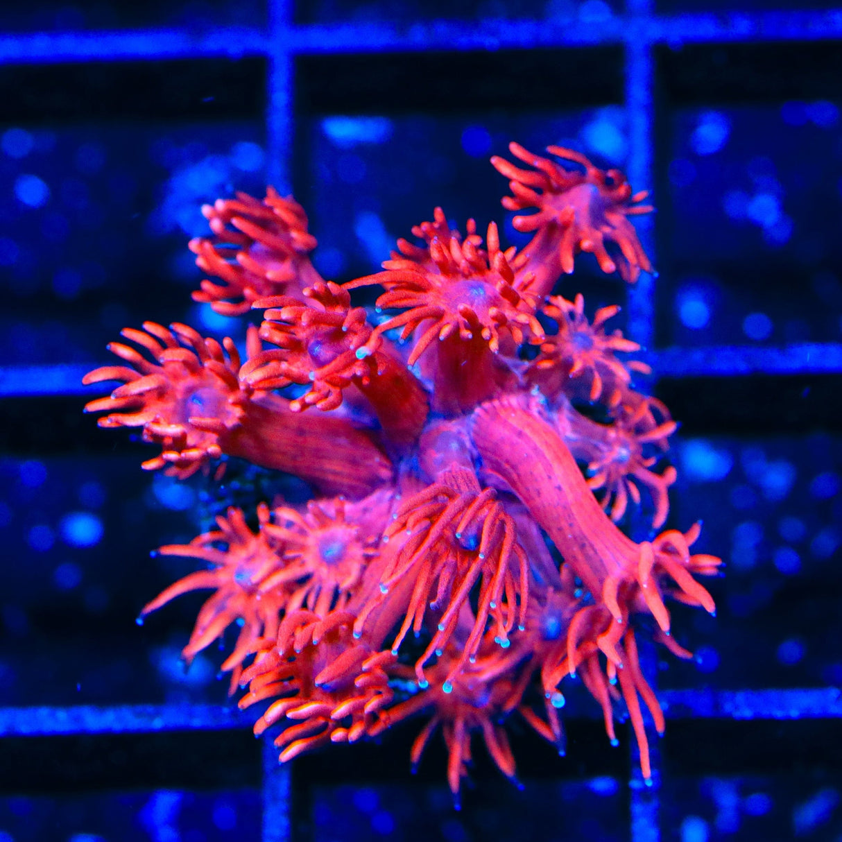 ORA Cherry Red Goniopora Coral