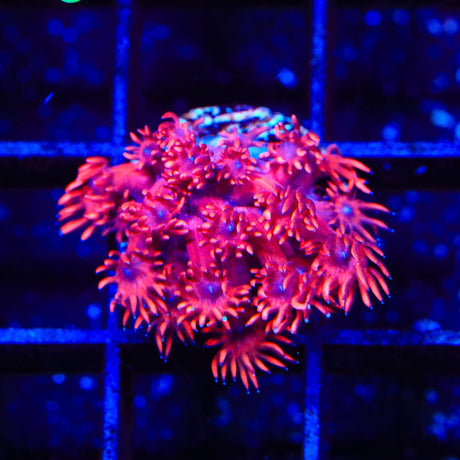 ORA Cherry Red Goniopora Coral