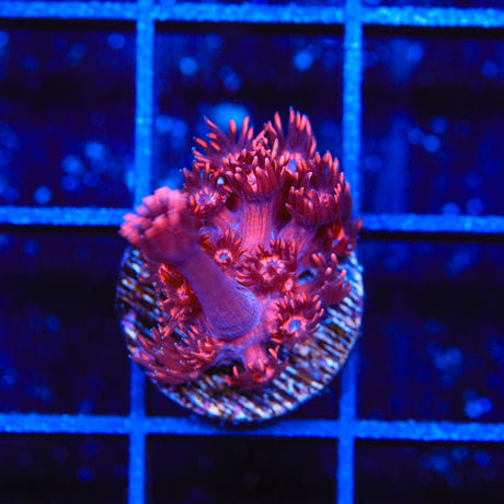 ORA Cherry Red Goniopora Coral