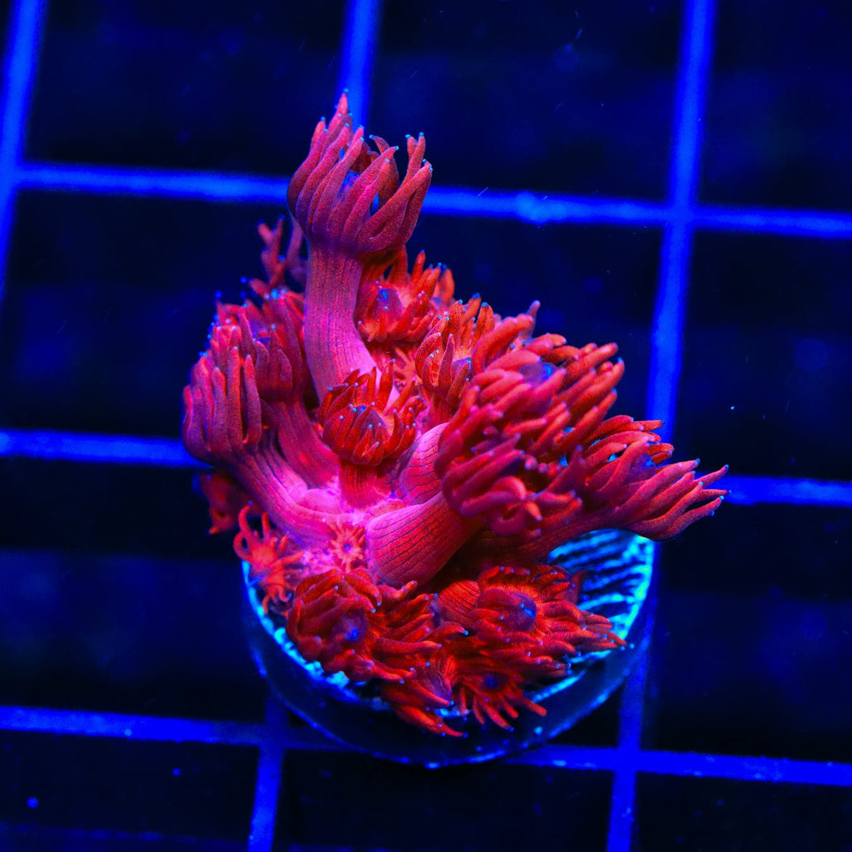 ORA Cherry Red Goniopora Coral
