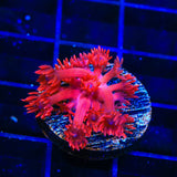 ORA Cherry Red Goniopora Coral