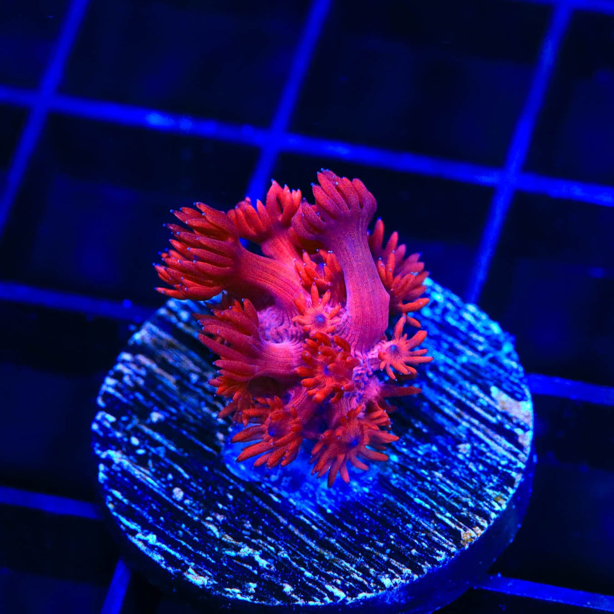 ORA Cherry Red Goniopora Coral