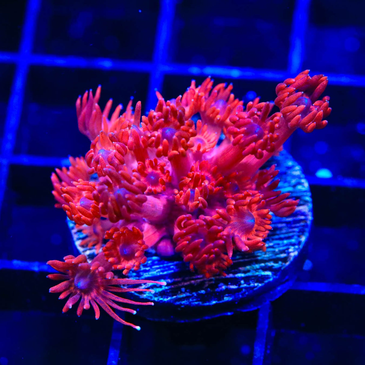 ORA Cherry Red Goniopora Coral