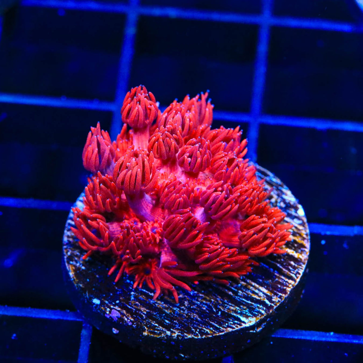 ORA Cherry Red Goniopora Coral